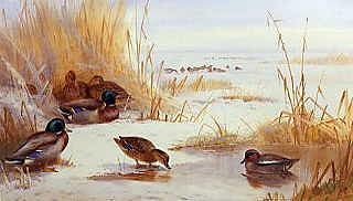 Photo of "MALLARD IN WINTER" by ARCHIBALD THORBURN