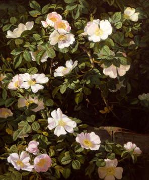 Photo of "DOG ROSES IN FLOWER" by NIELS PETER RASMUSSEN