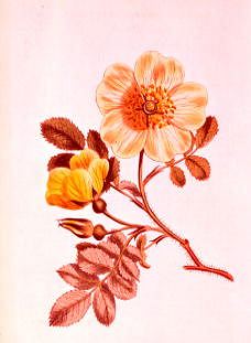 Photo of "A WILD ROSE." by  ANONYMOUS