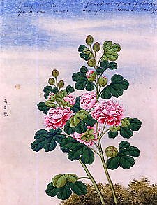 Photo of "FLOWERS." by CHINESE WATERCOLOUR ANONYMOUS