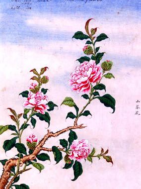 Photo of "FLOWERS." by CHINESE WATERCOLOUR ANONYMOUS