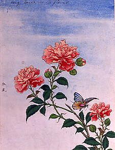 Photo of "FLOWERS." by  CHINESE