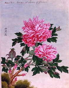 Photo of "FLOWERS" by CHINESE WATERCOLOUR ANONYMOUS