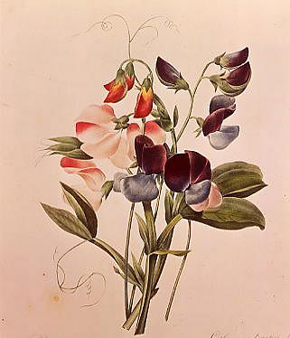 Photo of "SWEET PEAS FROM CHOIX DES PLUS BELLES FLEURS" by PIERRE JOSEPH REDOUTE