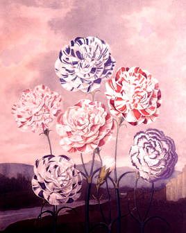 Photo of "A GROUP OF CARNATIONS C.1800" by DR. THORNTON