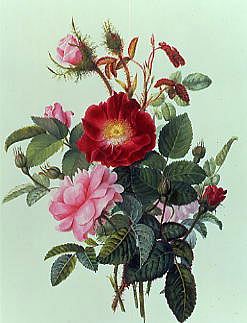 Photo of "STILL LIFE OF ROSES" by GEORGIUS JACOBUS JOHANNE VAN OS