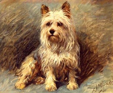 Photo of "YORKIE" by JOHN EMMS