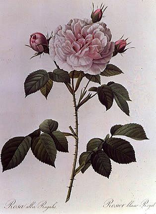 Photo of "ROSA ALBA REGALIS" by PIERRE JOSEPH REDOUTE