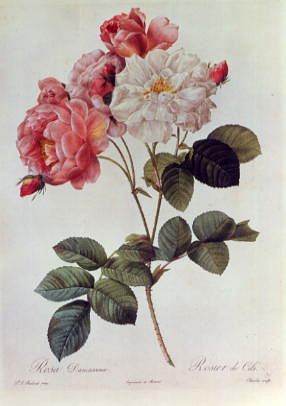 Photo of "ROSA DAMASCENA" by PIERRE JOSEPH REDOUTE