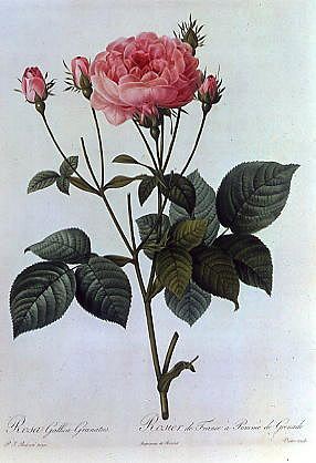 Photo of "ROSA GALLICA GRANATUS" by PIERRE JOSEPH REDOUTE