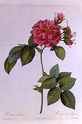 Photo of "ROSA TURBINATA" by PIERRE JOSEPH REDOUTE