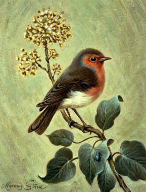 Photo of "RED ROBIN" by MARCUS STONE