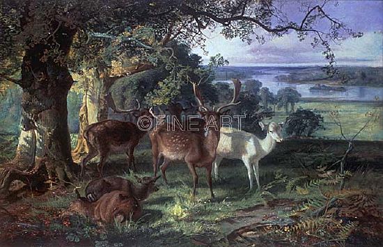 Photo of "DEER IN THE SHADE" by JOSEPH DENOVAN ADAM