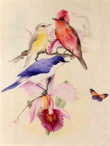 Photo of "BIRDS, BUTTERFLY AND AN ORCHID" by EDWARD JULIUS (COPYRIGHT DETMOLD
