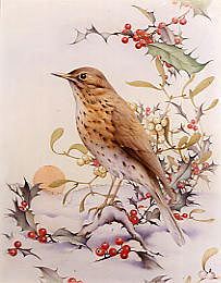 Photo of "WINTER'S THRUSH (HOLLY AND MISTLETOE)" by EDWARD JULIUS (COPYRIGHT DETMOLD