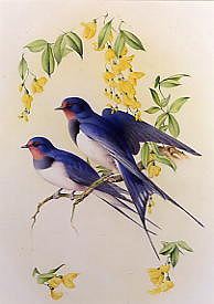 Photo of "SWALLOWS AND LABURNUM" by EDWARD JULIUS (COPYRIGHT DETMOLD