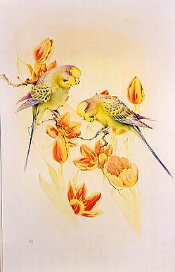 Photo of "BUDGERIGARS AND TULIPS" by EDWARD JULIUS (COPYRIGHT DETMOLD