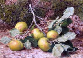 Photo of "STILL LIFE OF APPLES" by JOHN SHERRIN