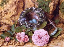 Photo of "BIRDS' NEST AND ROSES" by JOHN SHERRIN