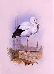 Photo of "WHITE STORK" by ARCHIBALD THORBURN