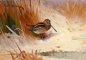 Photo of "A WOODCOCK IN THE SNOW" by ARCHIBALD THORBURN