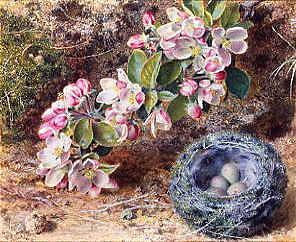 Photo of "BLOSSOM AND A BIRD'S NEST" by JOHN SHERRIN