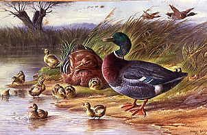 Photo of "THE MALLARD FAMILY, 1895" by HARRY BRIGHT