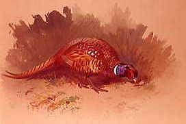 Photo of "A COCK PHEASANT FEEDING, 1894" by ARCHIBALD THORBURN