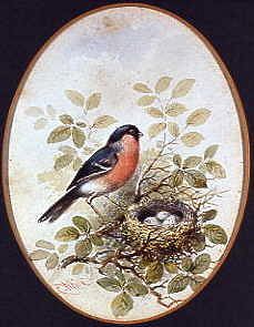 Photo of "THE BULLFINCH" by C. WHITE