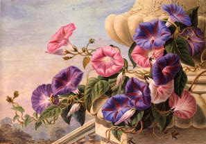 Photo of "STILL LIFE OF MORNING GLORY (CONVULVULUS)" by EDWIN STEELE