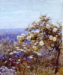 Photo of "SUMMER FLOWERS." by HELEN ALLINGHAM