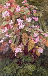 Photo of "BEGONIAS" by EDITH ISABEL BARROW