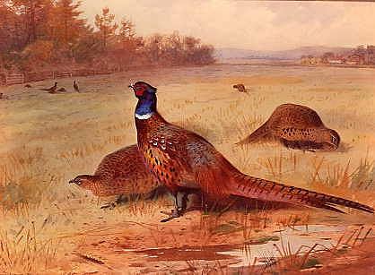 Photo of "PHEASANTS FEEDING, 1895" by ARCHIBALD THORBURN