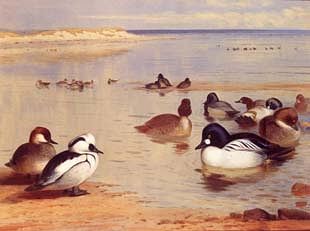 Photo of "SMEW AND GOLDENEYE" by ARCHIBALD THORBURN