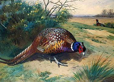 Photo of "PHEASANTS" by ARCHIBALD THORBURN