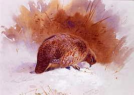 Photo of "A PARTRIDGE, 1893 (ONE OF A PAIR, TOP)" by ARCHIBALD THORBURN