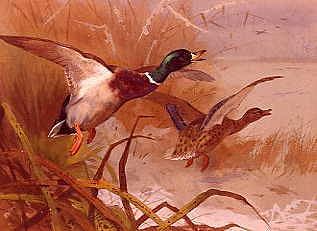 Photo of "MALLARD RISING, WINTER, 1891" by ARCHIBALD THORBURN