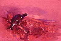 Photo of "BLACKCOCK" by ARCHIBALD THORBURN