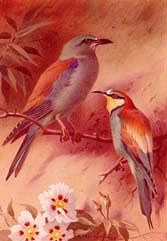Photo of "A BEE EATER AND A ROLLER, 1926" by ARCHIBALD THORBURN