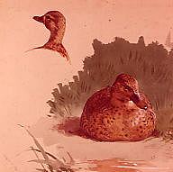 Photo of "STUDIES OF MALLARD DUCK, 1884" by ARCHIBALD THORBURN